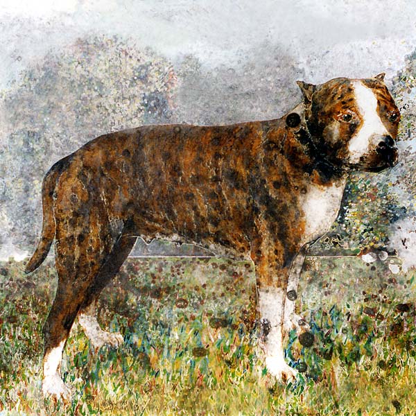 amstaff-1996-cm.80x80